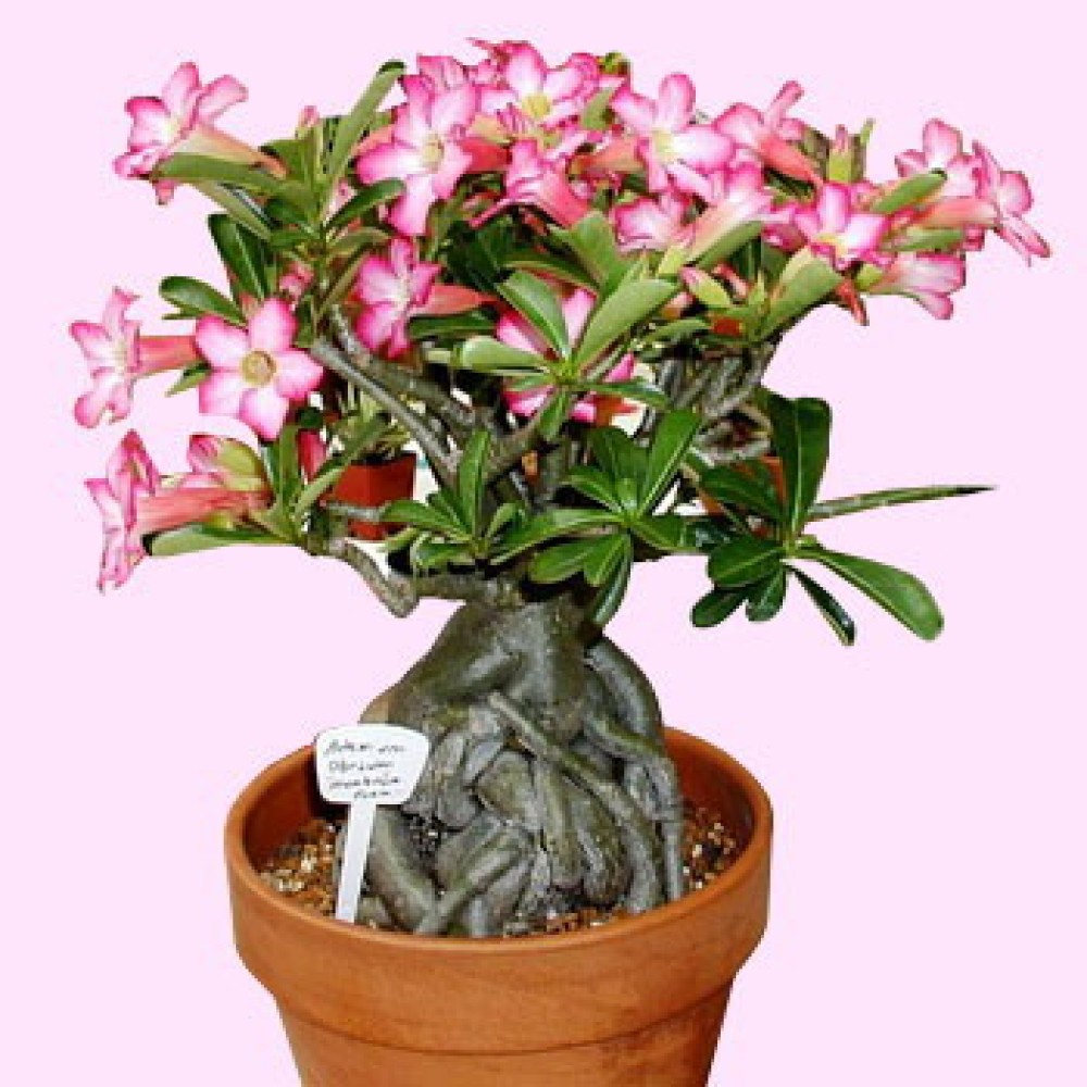 Adenium/Bangkok Calachuchi