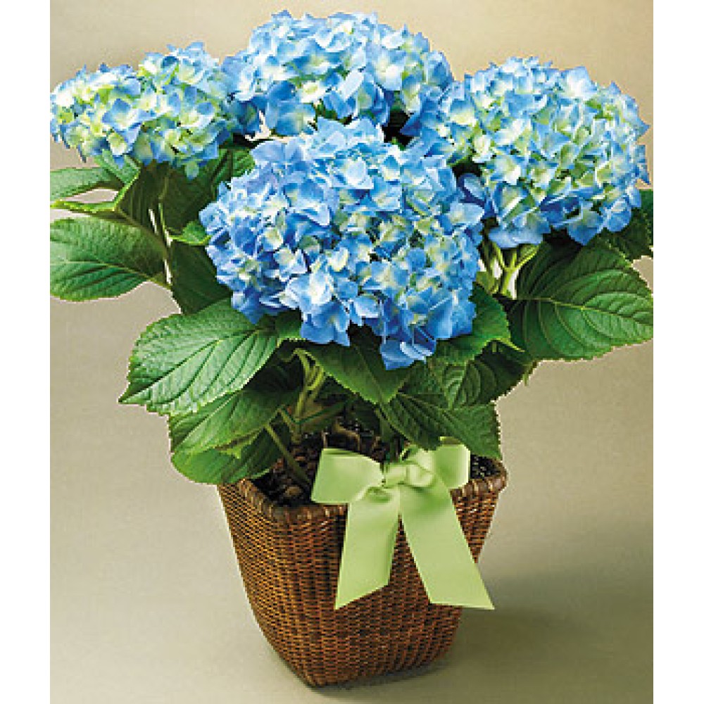 Potted Hydrangeas