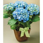 Potted Hydrangeas