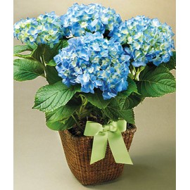 Potted Hydrangeas