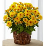 Chrysanthemum Plant