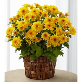 Chrysanthemum Plant