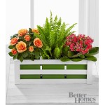 Spring Surprises Plant Trio