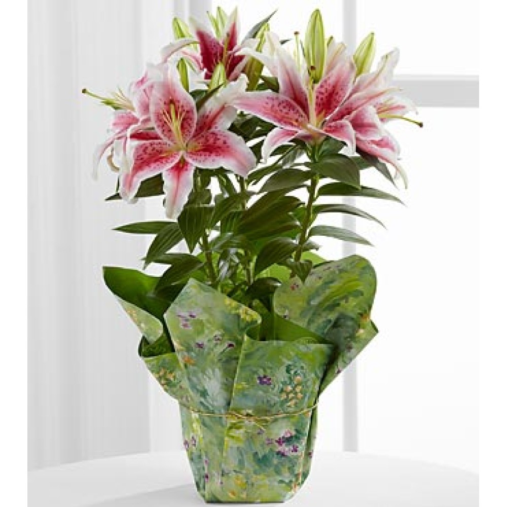 Sweet Stargazer Lily Plant