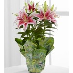 Sweet Stargazer Lily Plant