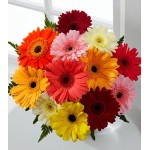 Colorful World Gerbera Daisy