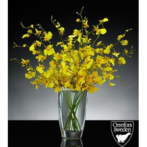 Dancing Light Luxury Orchid 