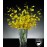 Dancing Light Luxury Orchid