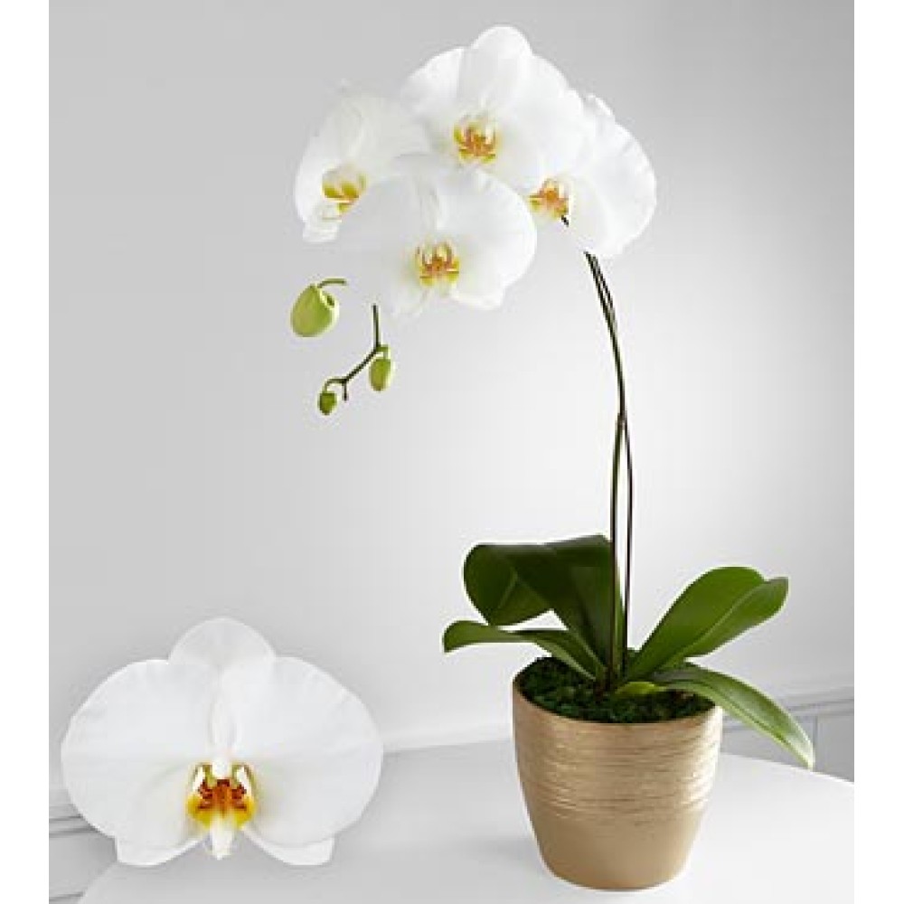 Graceful Greetings Phalaenopsis Orchid