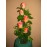 Five Orange roses flower arrangement
