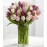 Painted Skies Tulip - 24 Stems